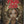 Final Girl