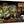 Red Dragon Inn